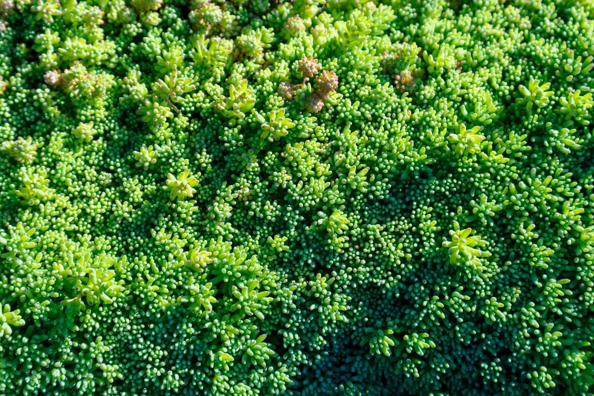 Stonecrop is a good choice for rocky soils