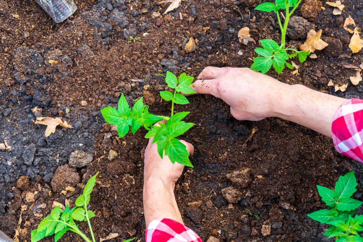 A gardener mulching with compost