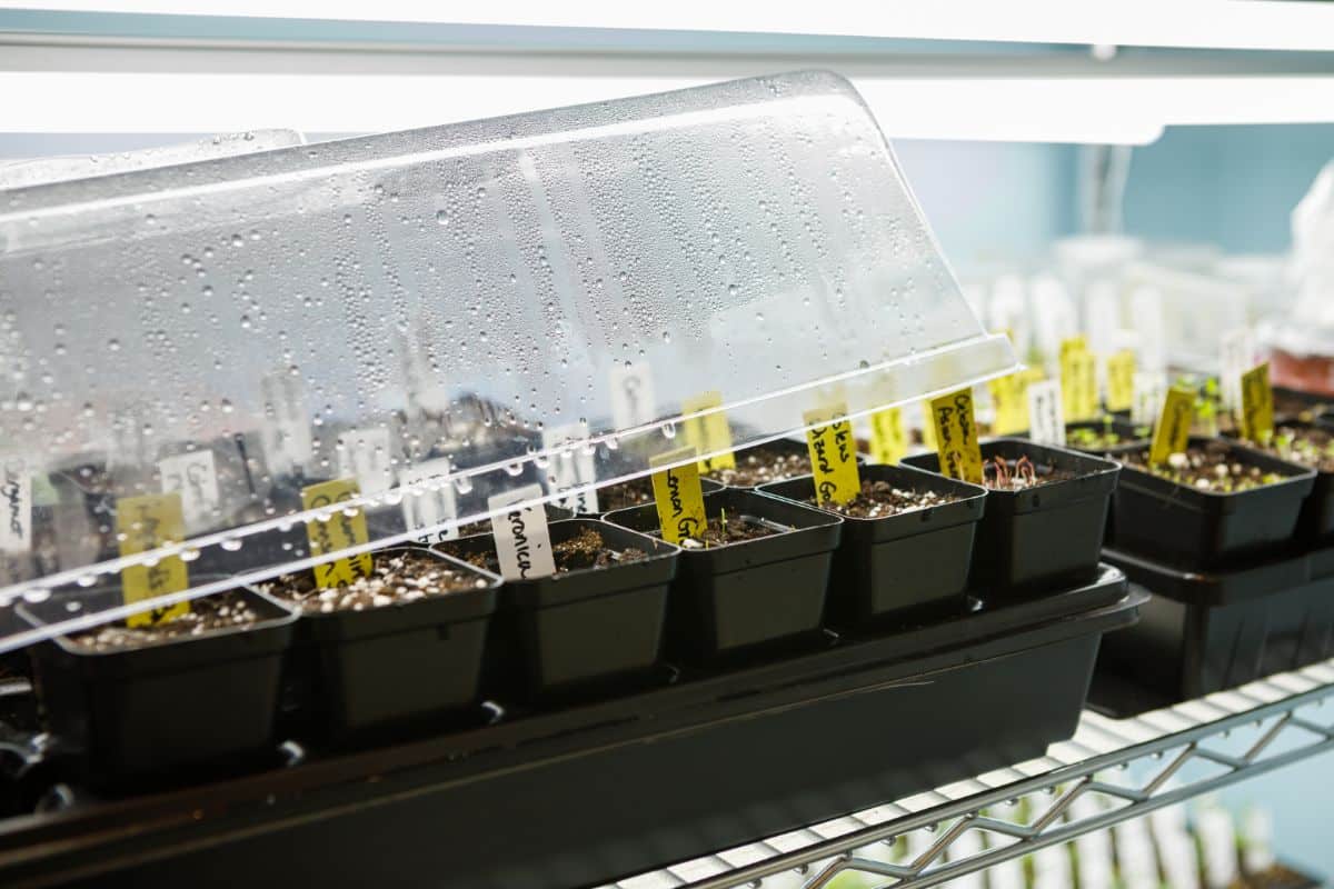 Seedlings in trays with grow domes