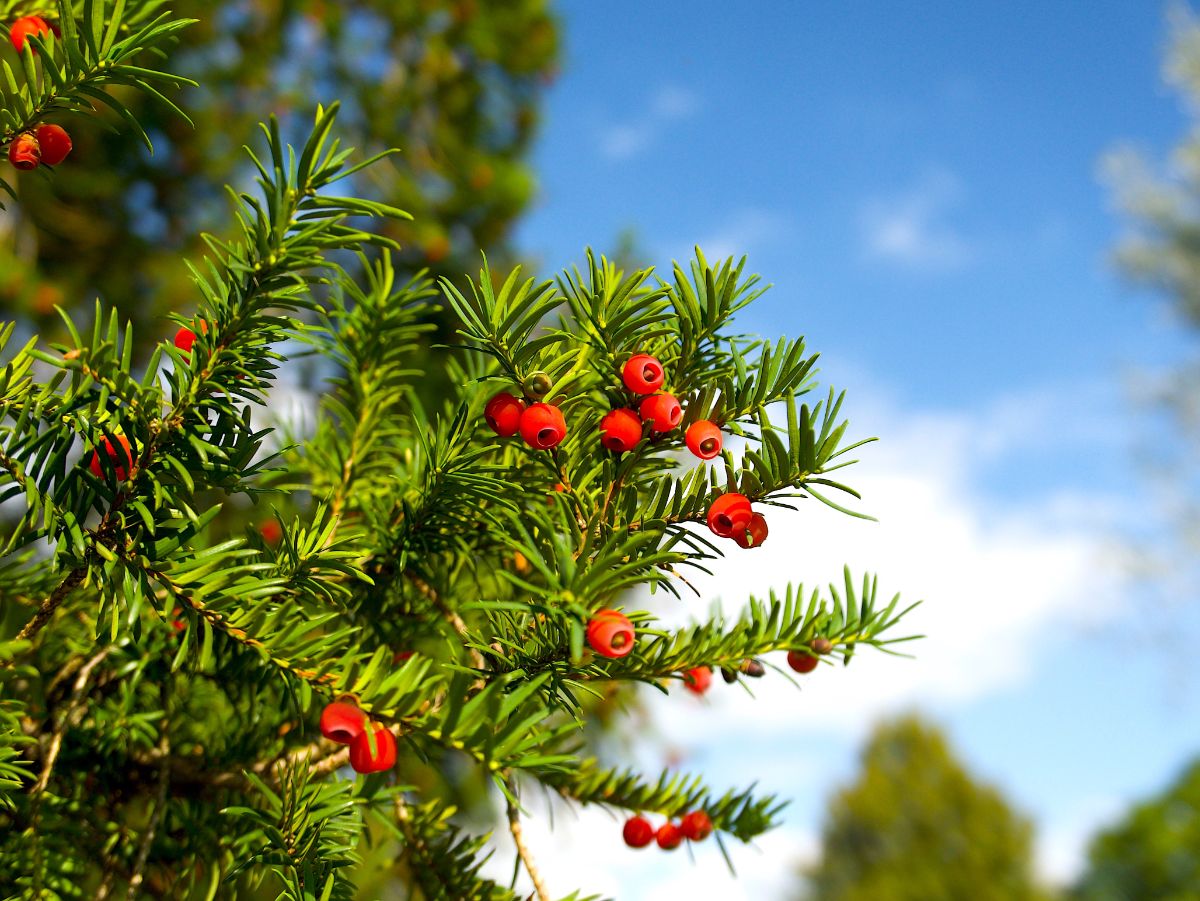 Red berries on yew plant in winter