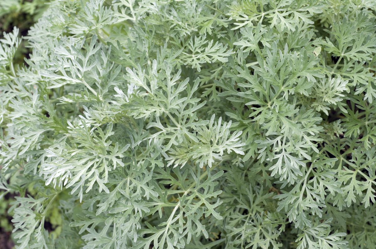Silver mound is a good accent choice for its silver foliage