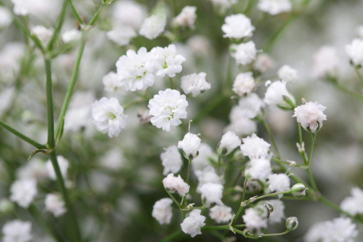 White baby's breath is a good accent for pressed flower designs
