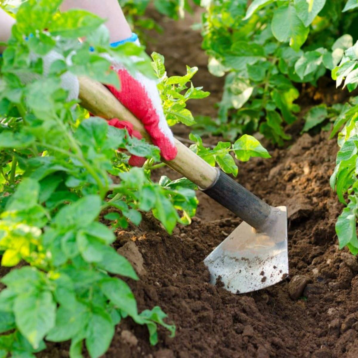 A gardener with gloves pulling soil to potato plants with a hoe.