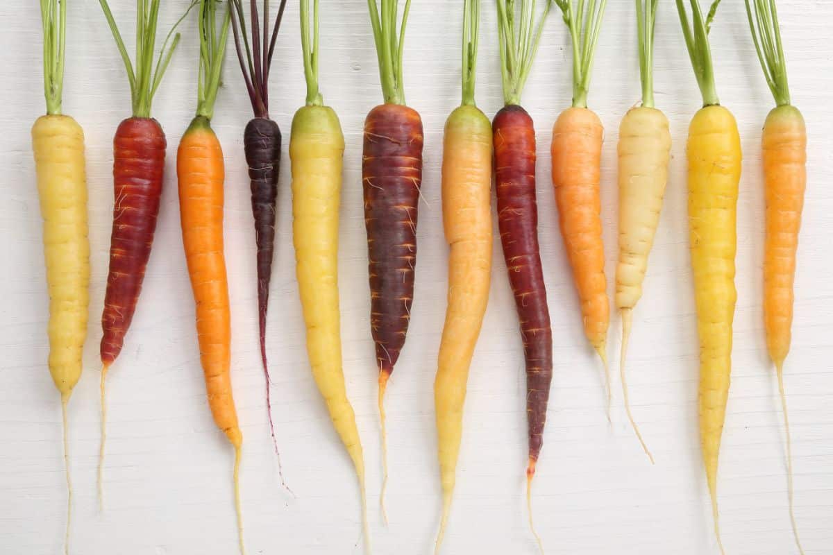 Tri-colored carrots grown from seed
