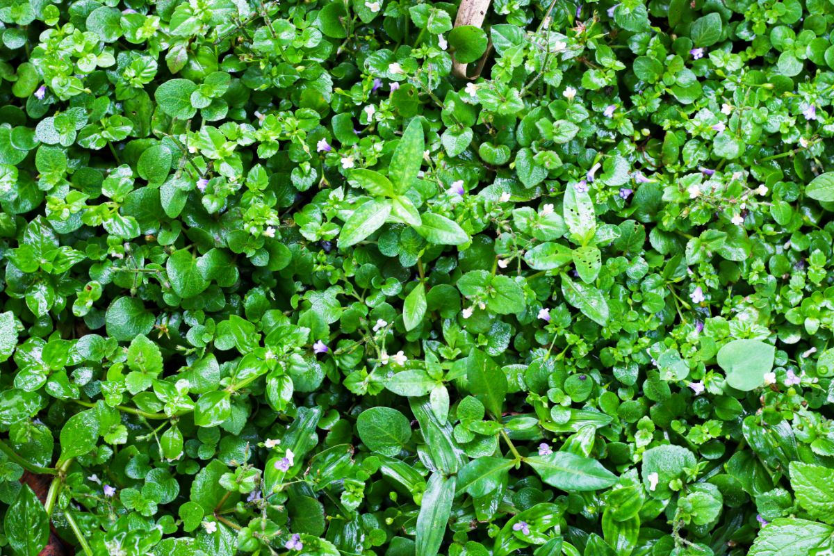 Low growing Corsican mint is a good lawn alternative