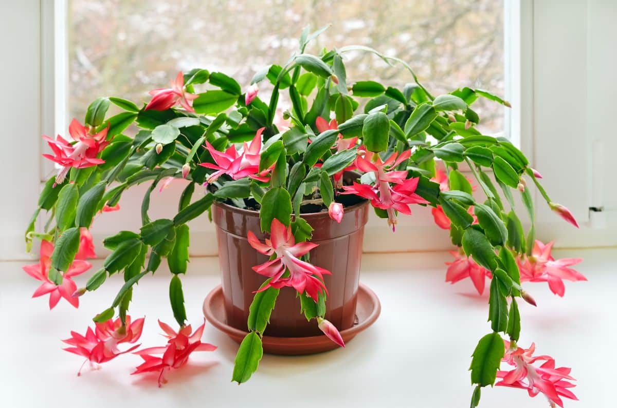 Holiday blooming Christmas cactus is easy for kids to propagate