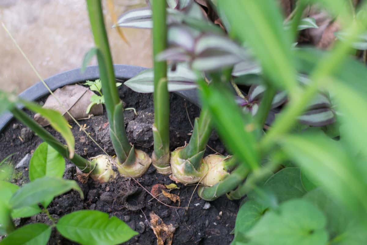 Ginger rhizomes growing new plants from the tops