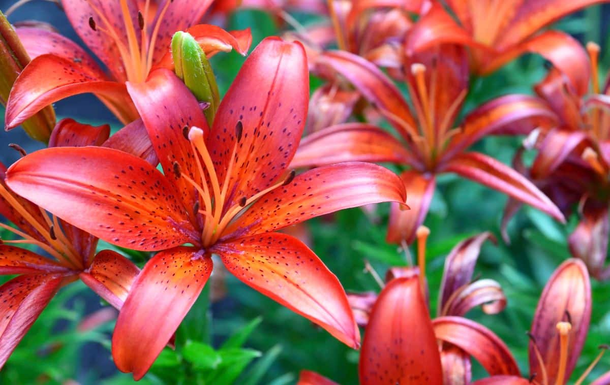 Matrix lily with multi-hued flowers in a range of yellow to red