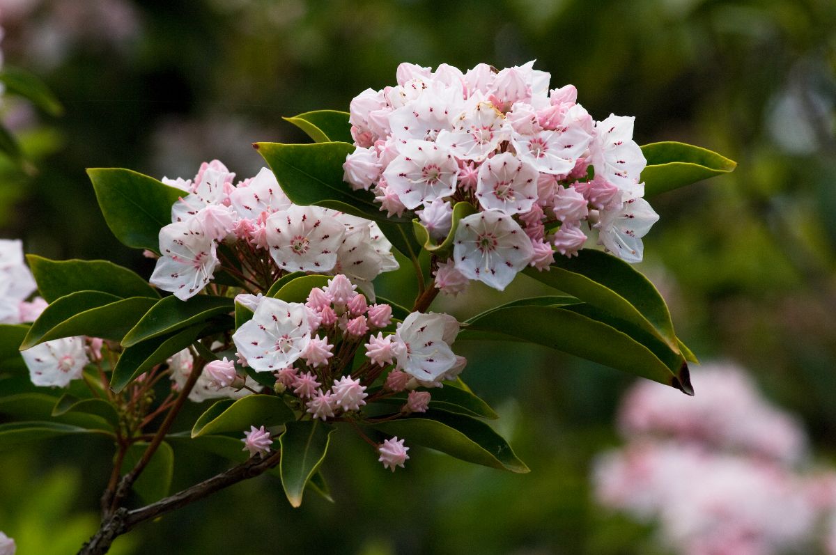 Pretty winter hardy mountain laurel in bloom
