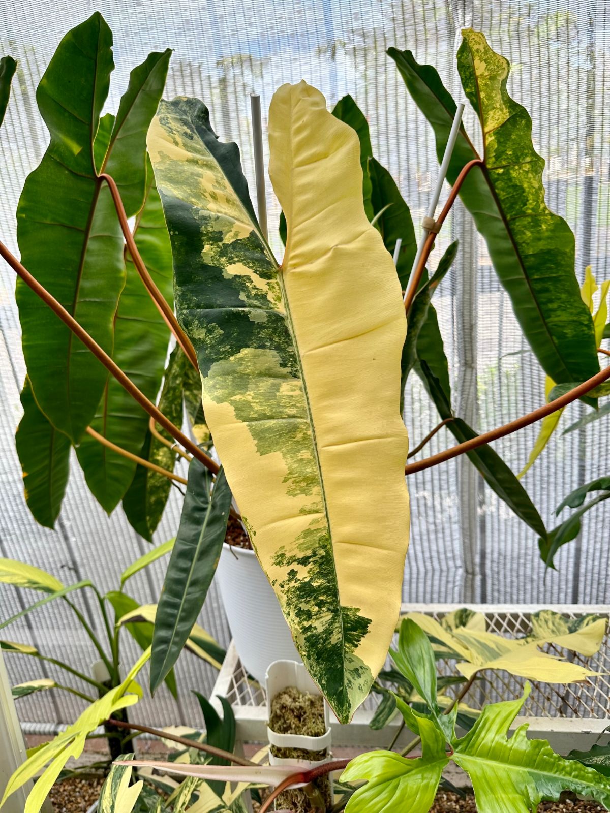 Philodendron Billietae is an expensive and rare variegated plant