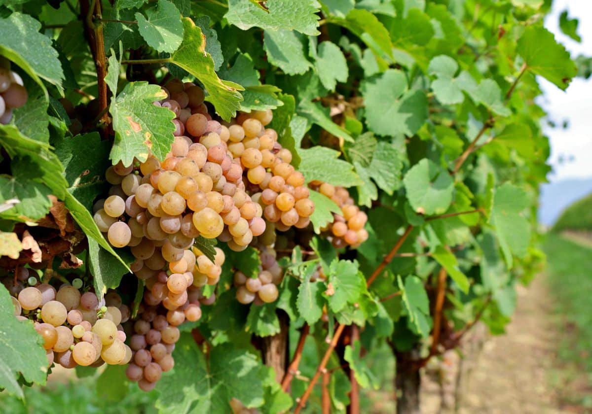 Pinot gris grapes growing on the vine