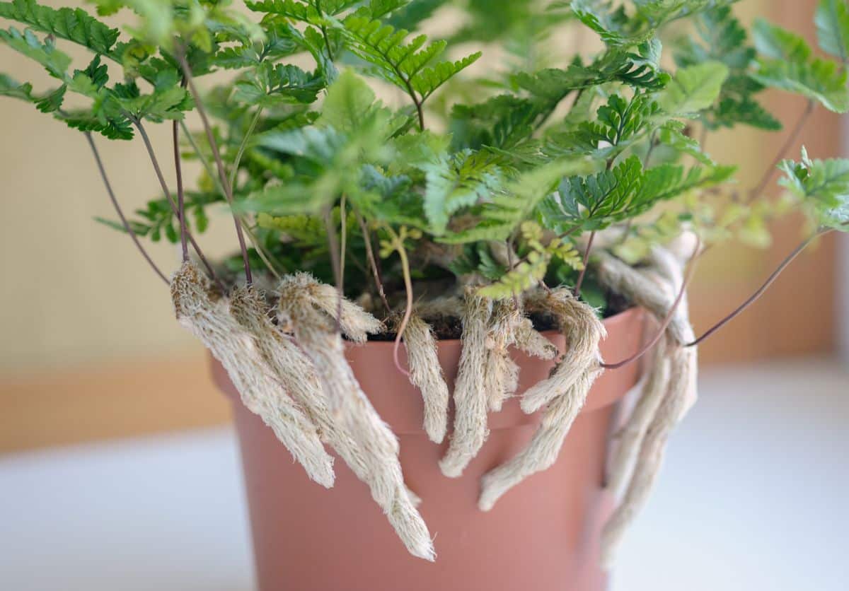 the Rabbit's foot fern has fuzzy rhizome roots that look similar to rabbits' feet