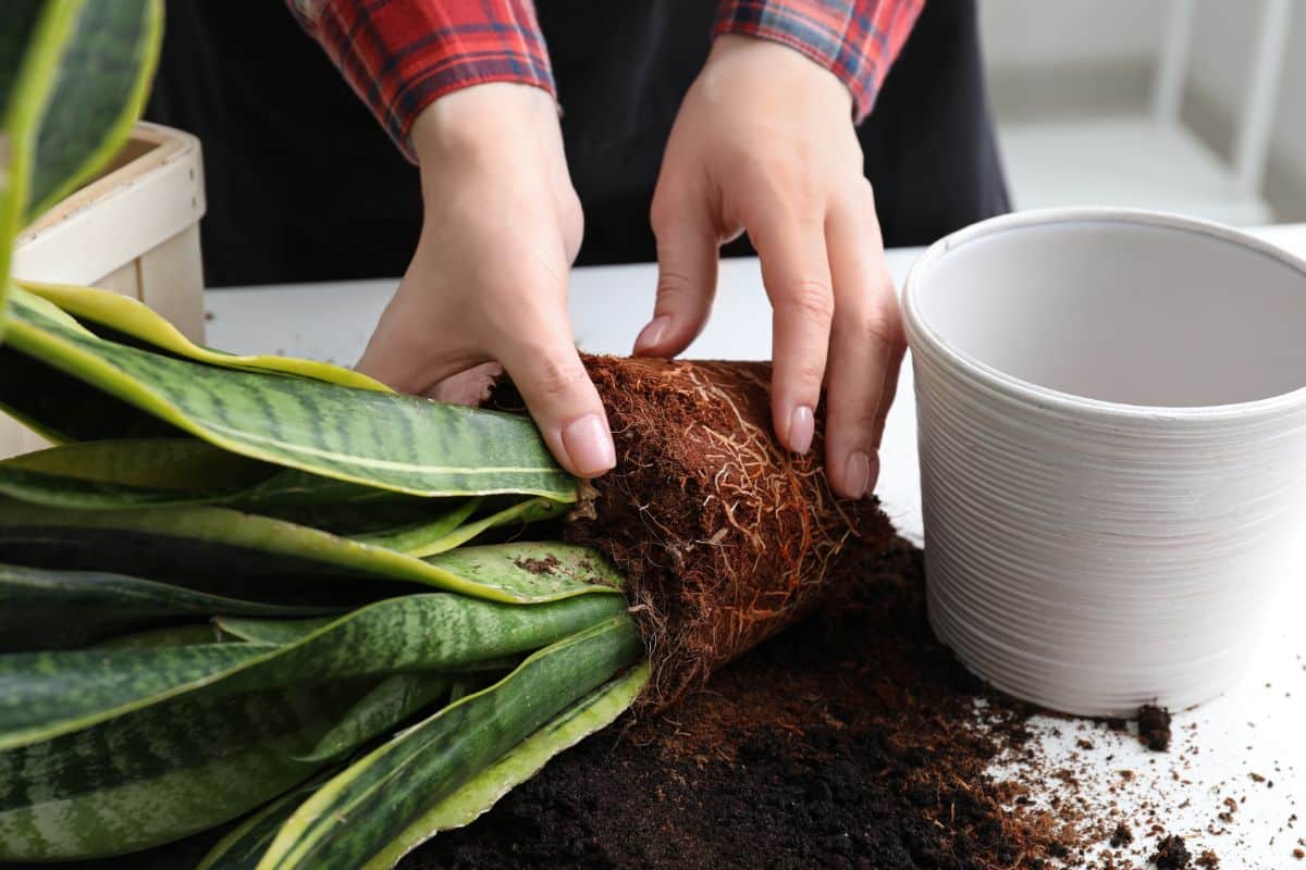 Repotting is sometimes the only cure for fungus gnats