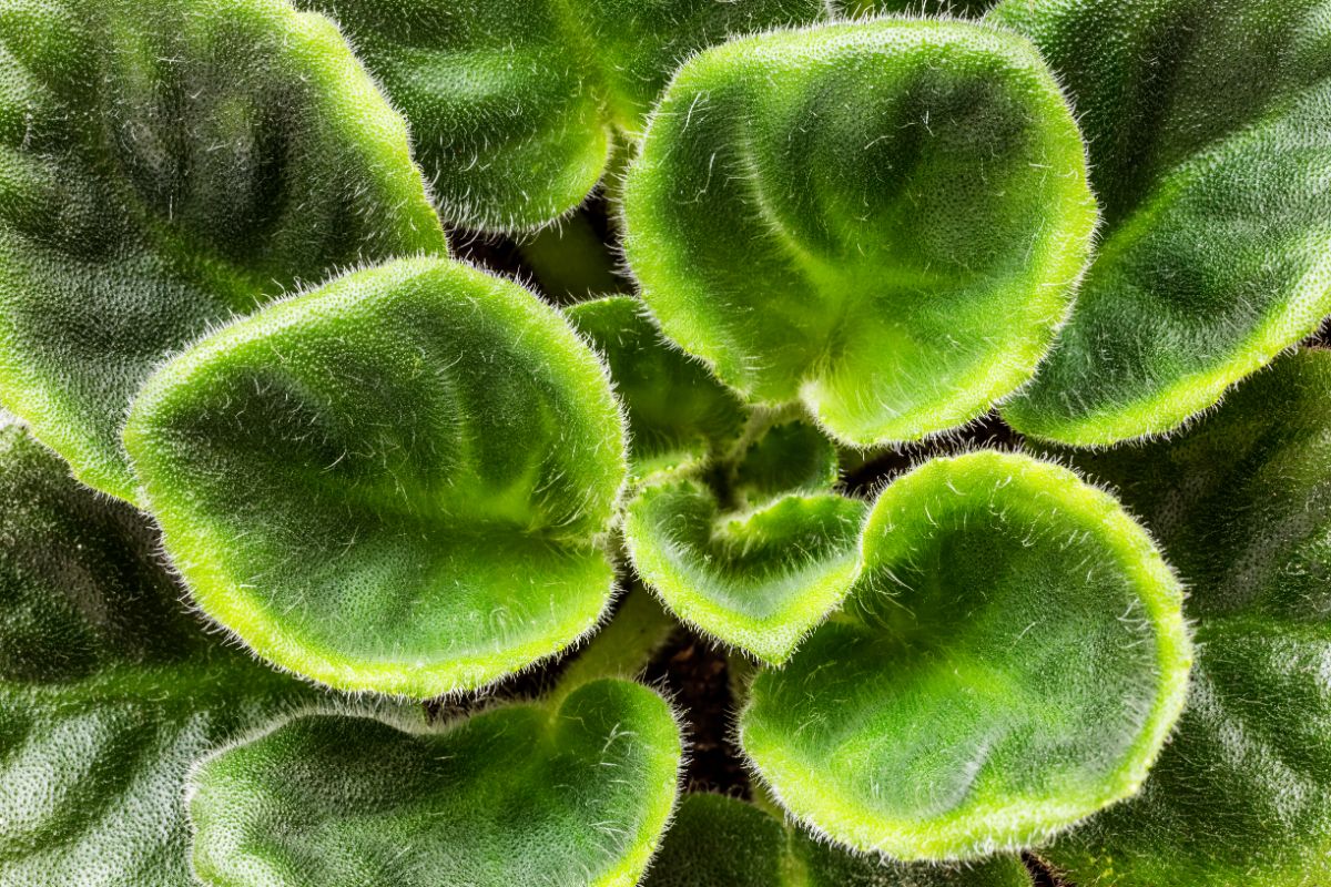 Up close shot of a fuzzy houseplant's leaves