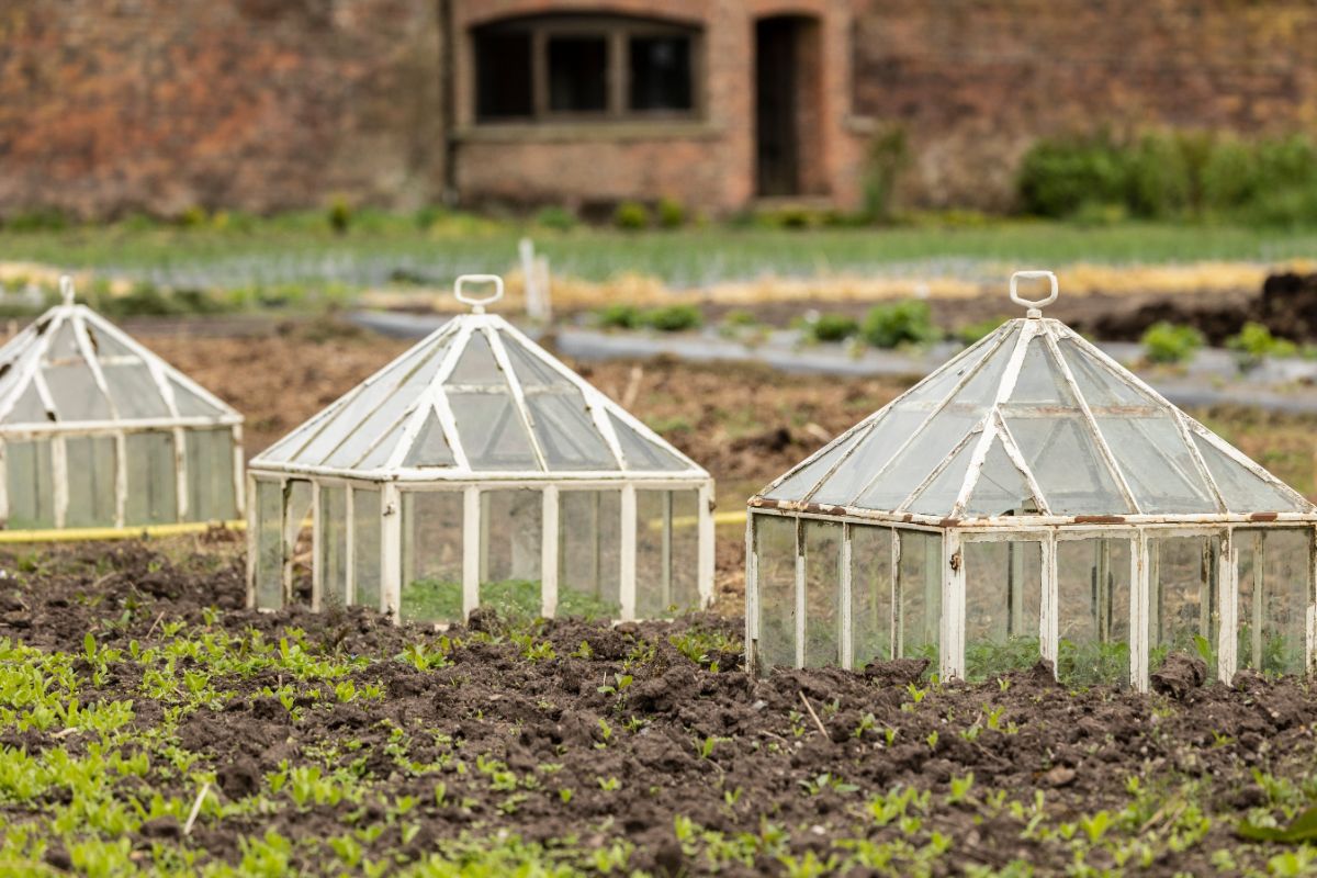 Small glass garden cloches in a garden