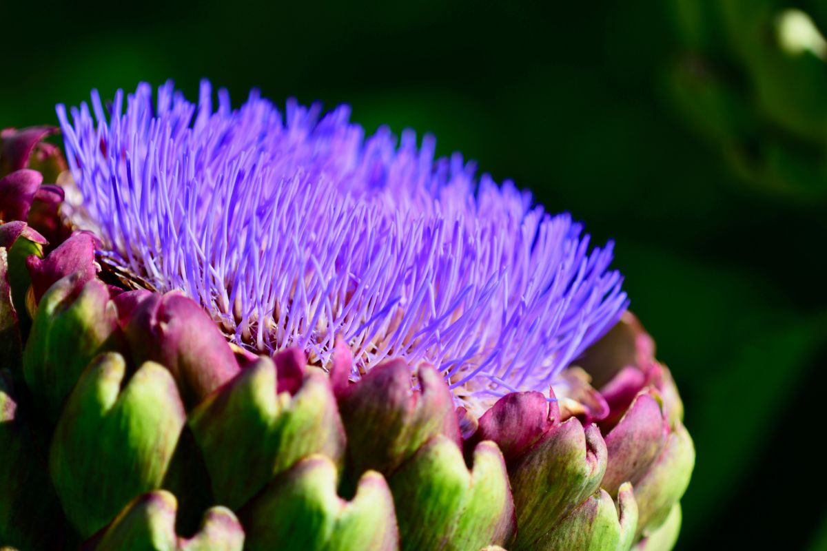 A bright purple edible plant blossom