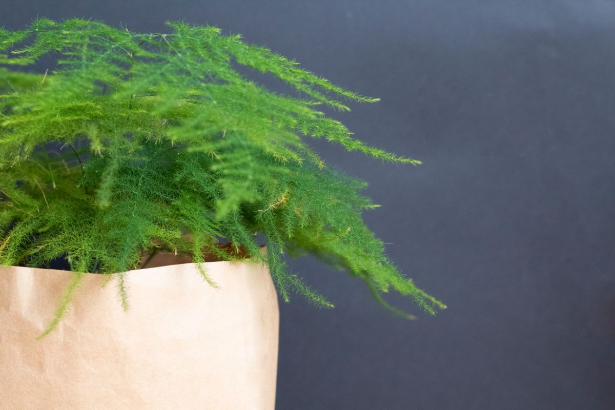 A wispy fern peaks out from a shopping bag