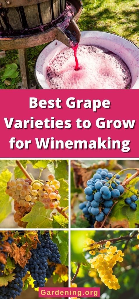 Best Grape Varieties to Grow for Winemaking pinterest image.