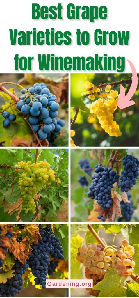 Best Grape Varieties to Grow for Winemaking pinterest image.