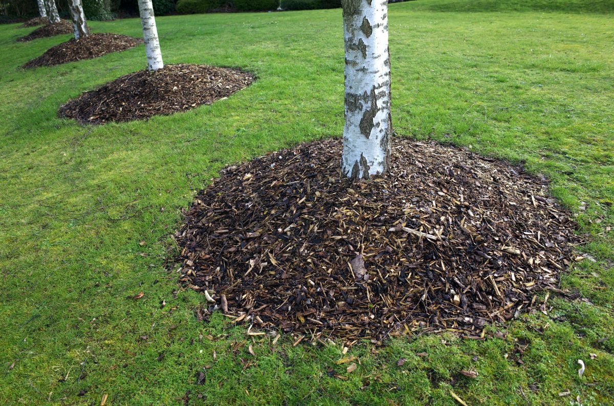 Trees mulched with wood chips