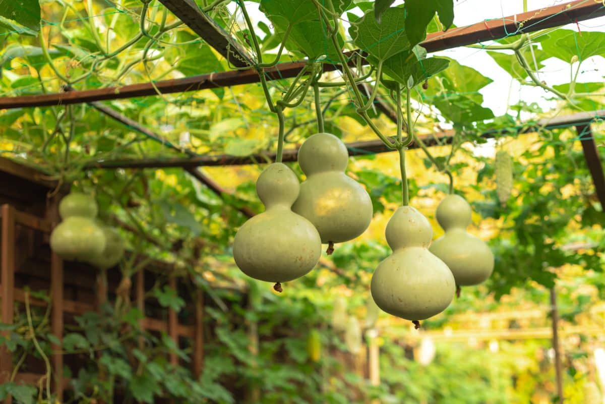 Drying gourds growing from a trellis setup