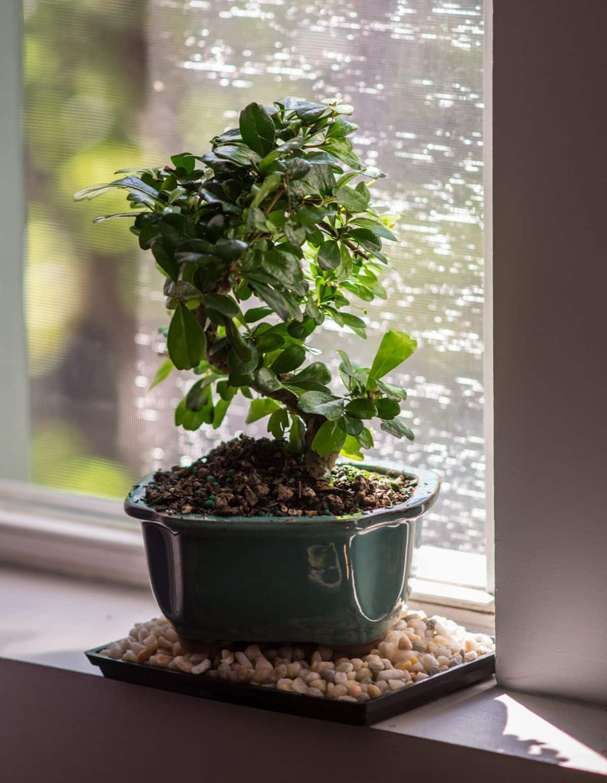 A houseplant sits on a pebble tray to increase humidity