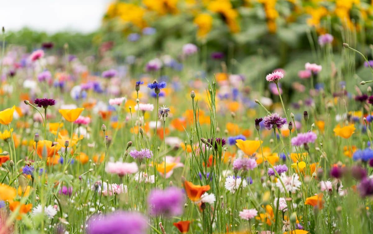 Wildflowers are a natural alternative to turf lawns