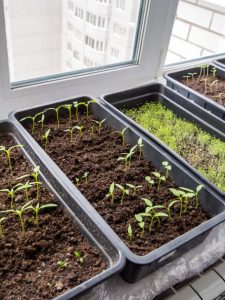 cropped-1-seedlings-in-trays.jpg
