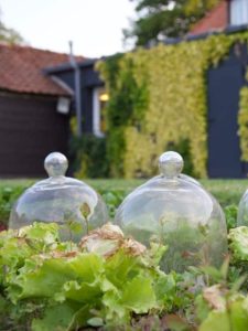 cropped-10-glass-cloches.jpg