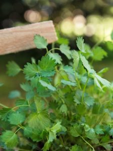 cropped-12-salad-burnet.jpg