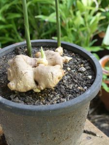 growing ginger in a pot