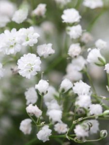 cropped-9-babys-breath.jpg