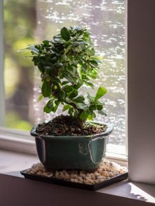 cropped-bonsai-tree.jpg