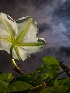 cropped-moon-plant.jpg