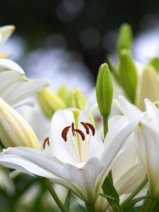 cropped-white-lily-flowers.jpg