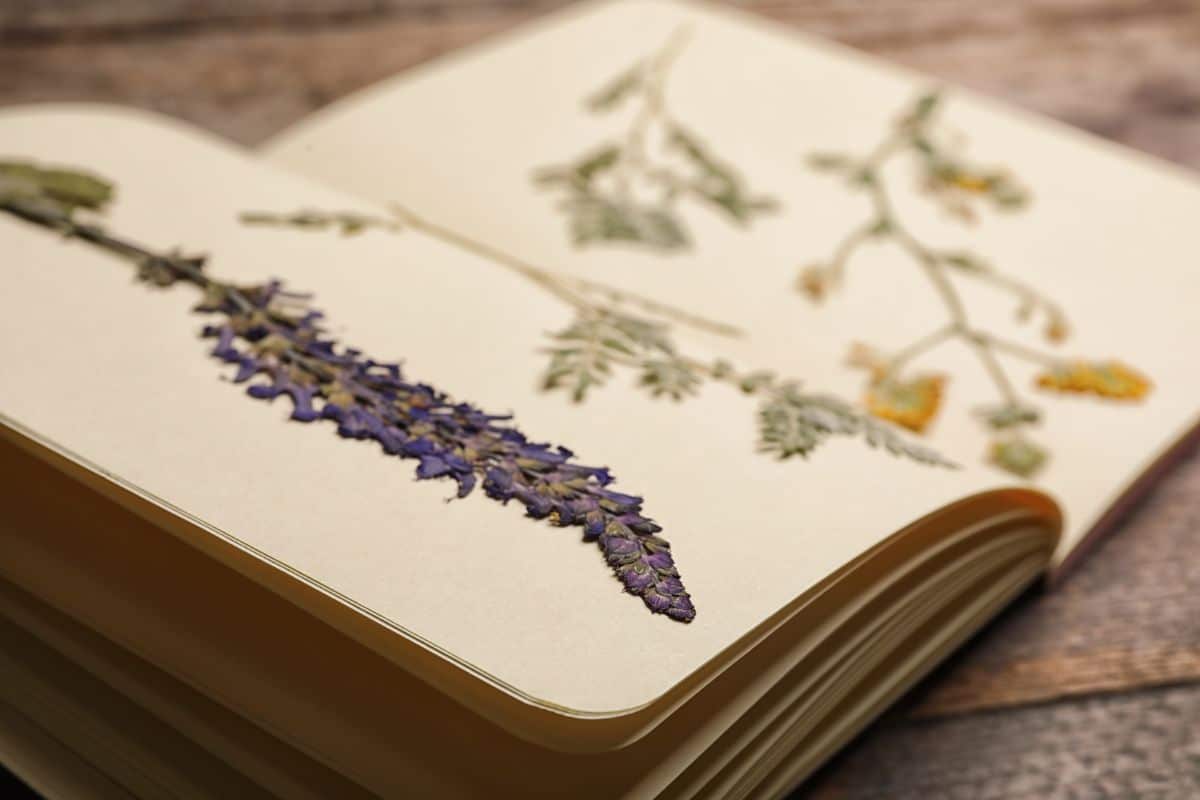 Tips and tricks make flower pressing more successful