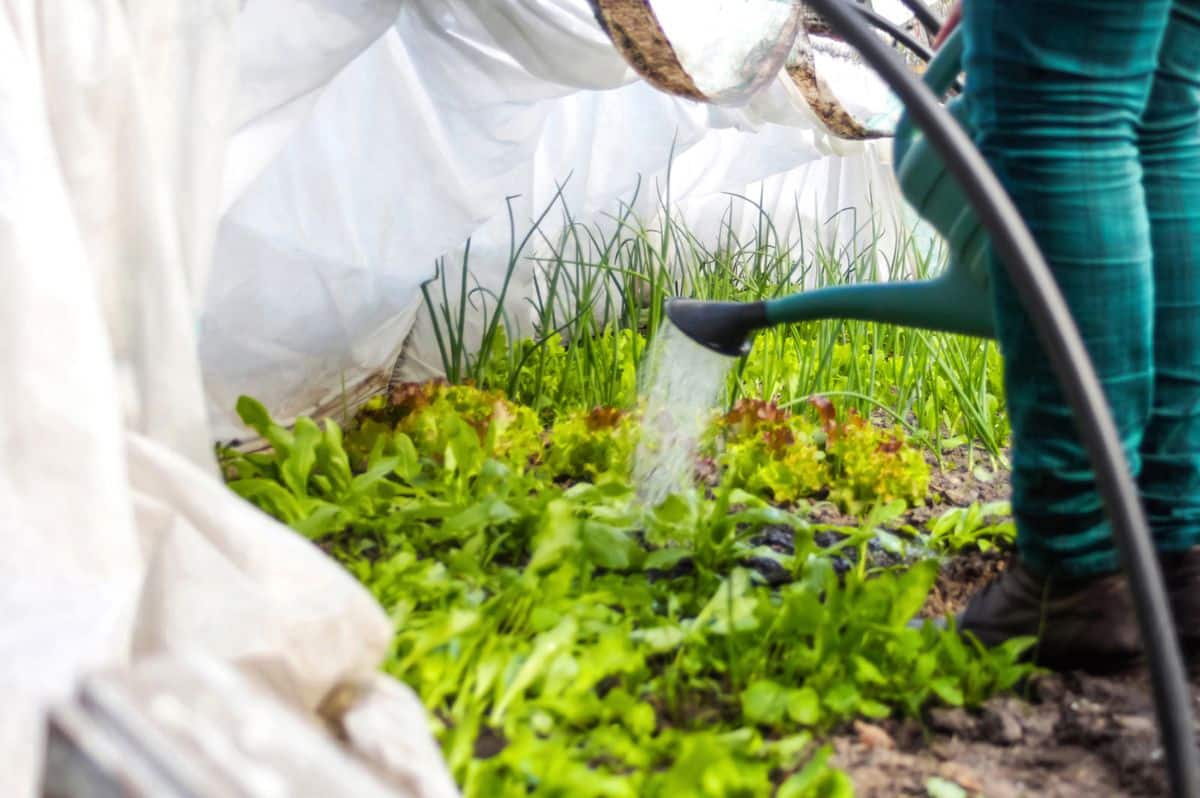 A gardeners watering crops in a high tunnel season extender