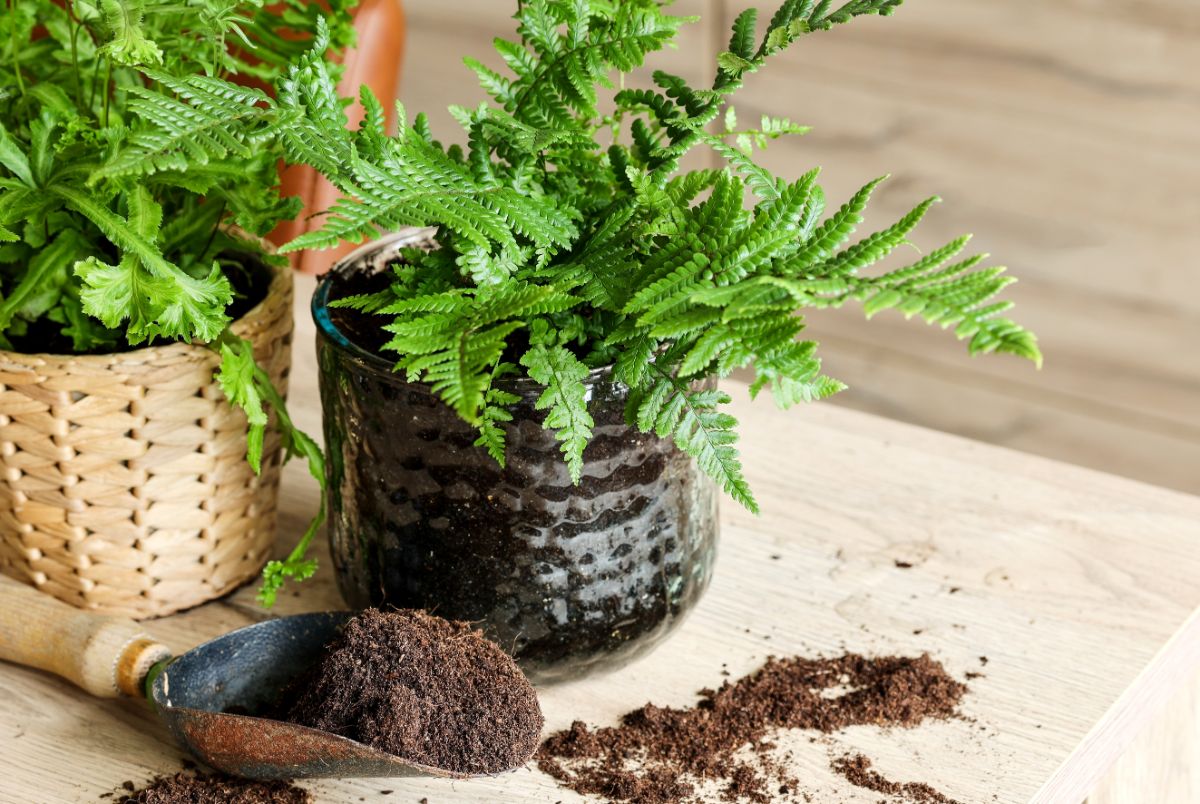 A newly potted fern sits atop a tabletop