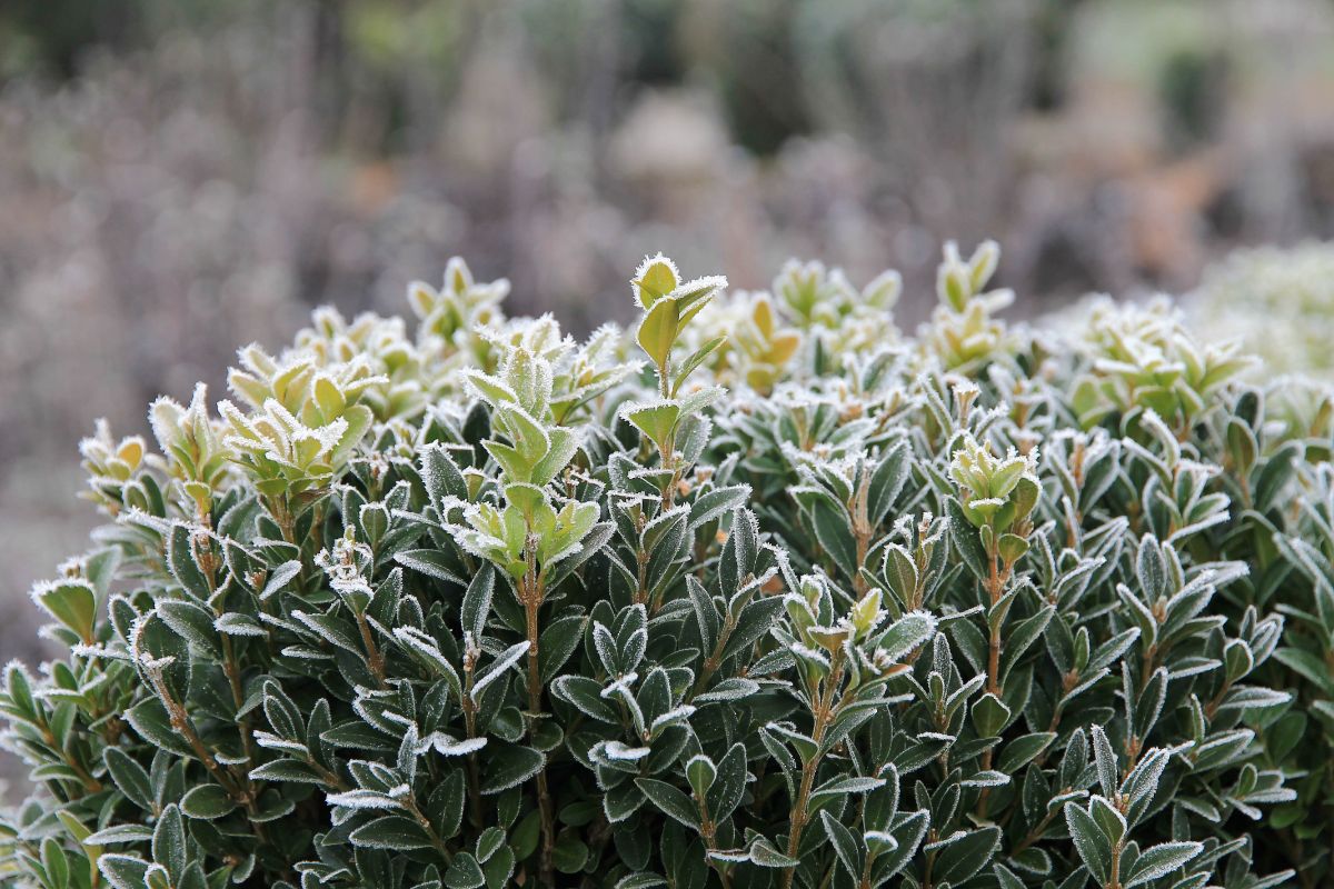Boxwoods, privet, and others are fast growing and great privacy screens