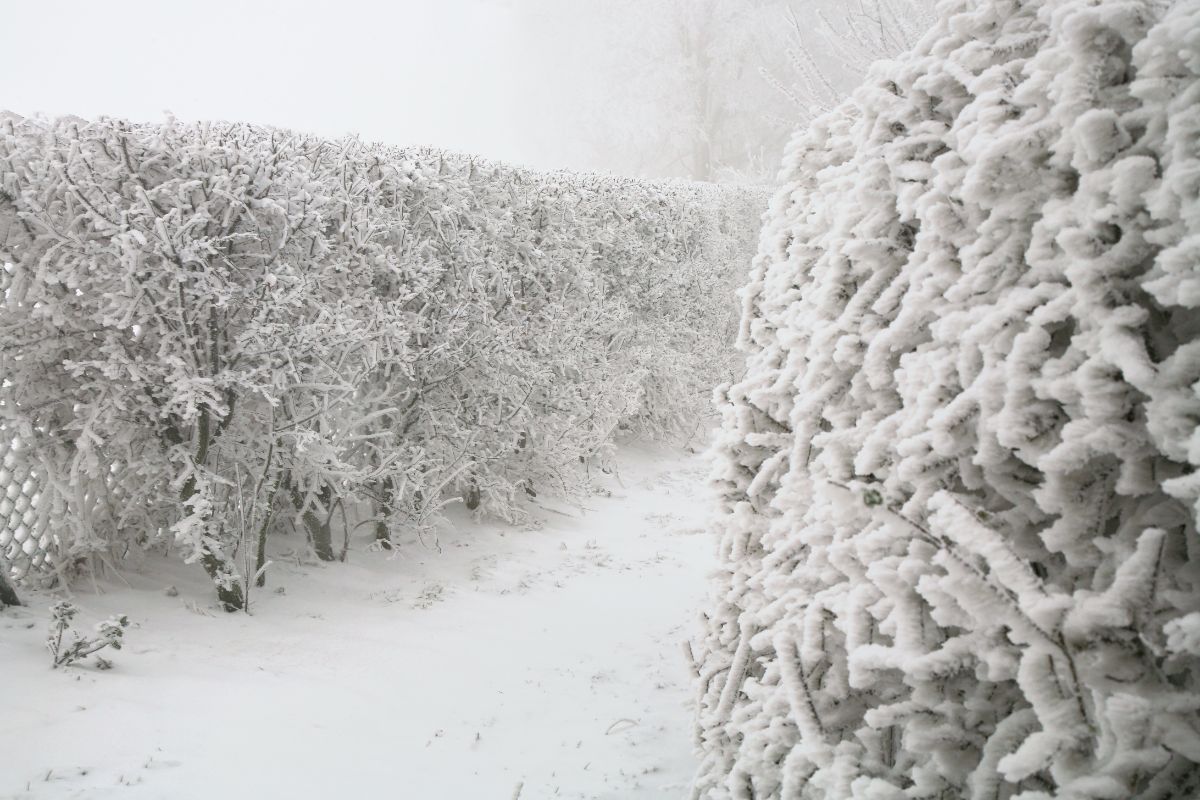 A hedgerow of shrubs maintains privacy even in winter