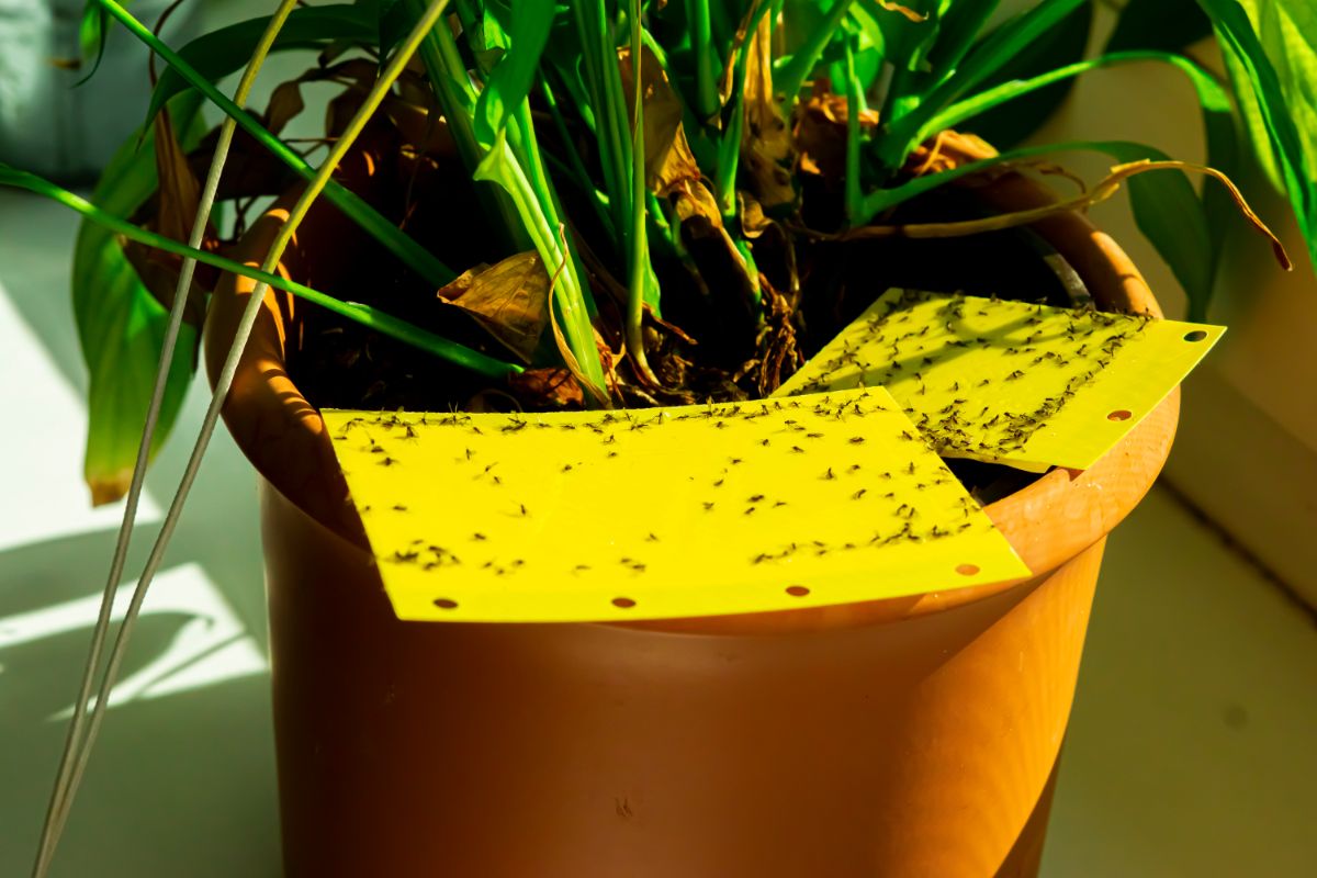 Fungus gnats are carried in plant soils