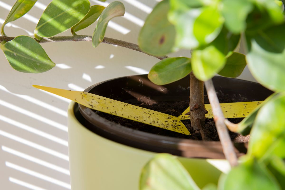 Fungus gnats should be eradicated for best plant health