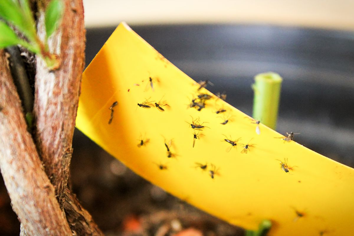 Fungus gnats are more annoyance than anything