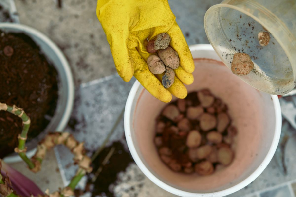 Pebbles used for planting and creating a humidifier pebble tray