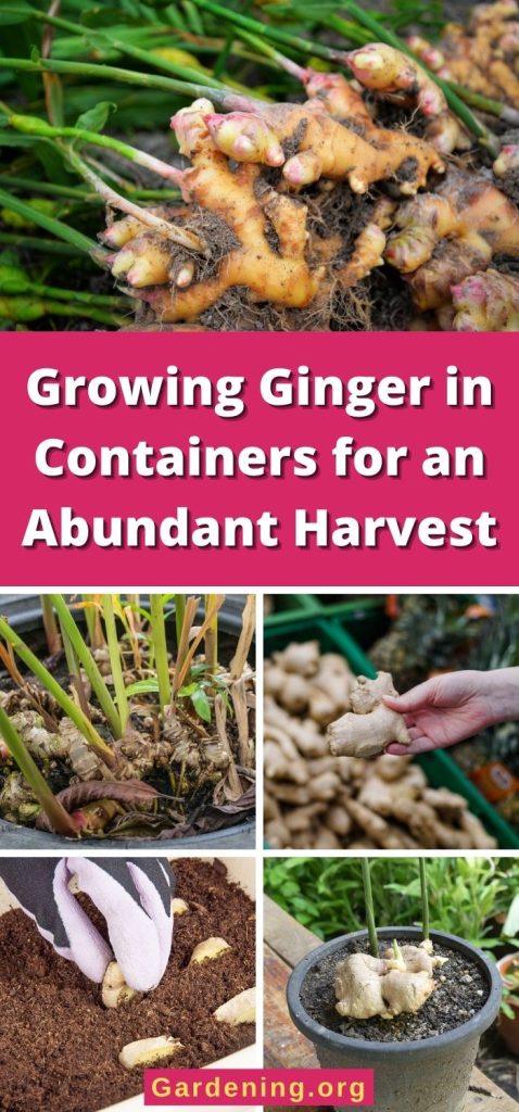 Growing Ginger in Containers for an Abundant Harvest pinterest image.