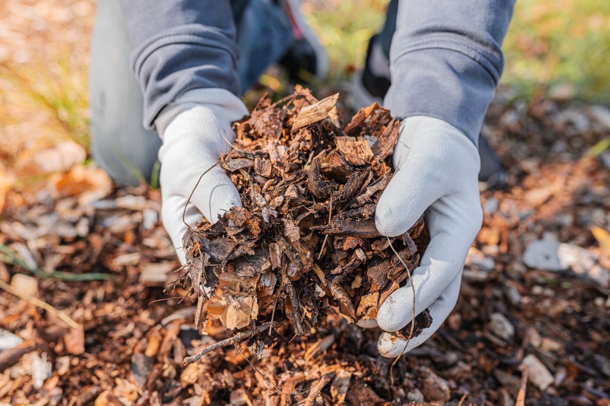 A gardener holding handfuls of natural mulch