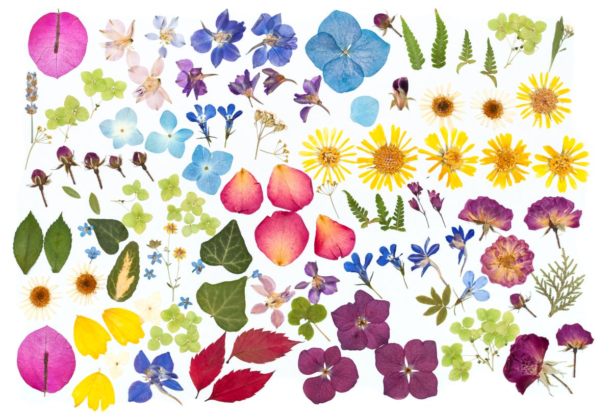 Pressed flowers can last decades when pressed properly