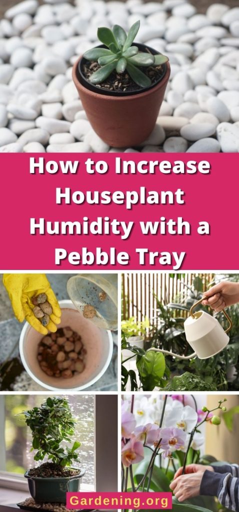 How to Increase Houseplant Humidity with a Pebble Tray pinterest image.