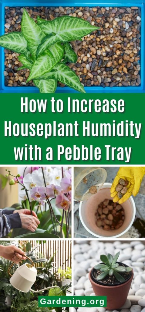 How to Increase Houseplant Humidity with a Pebble Tray pinterest image.
