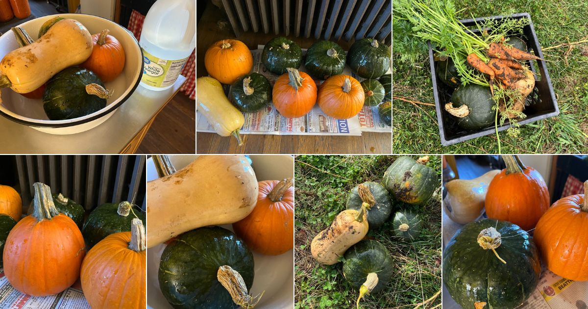 A collage of images showing how to prep and store winter squash and pumpkins